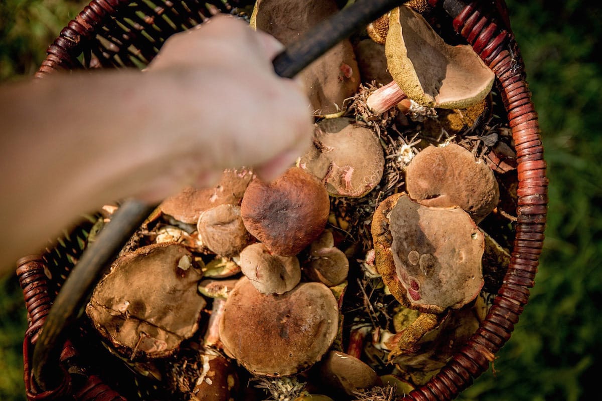 Come funziona la Raccolta dei Funghi?